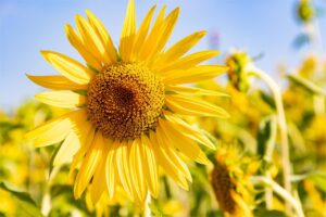 观赏向日葵种子-瀚阳绿化