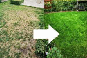 怎么修复草坪?-瀚阳绿化