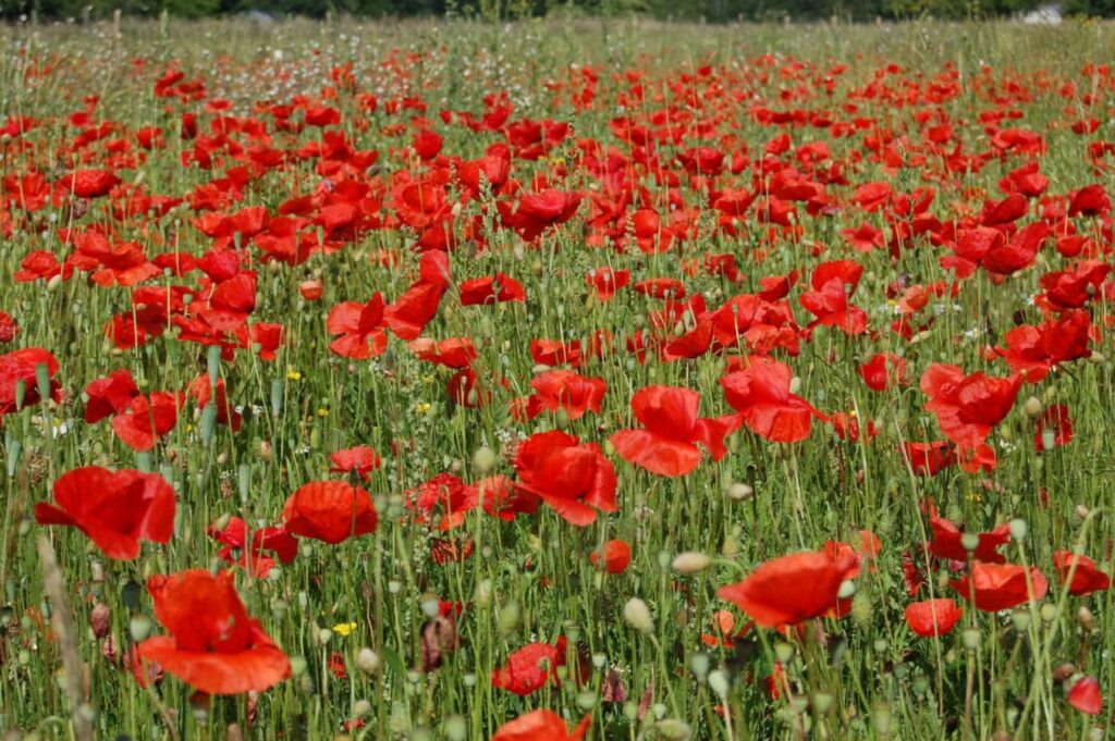 虞美人-瀚阳绿化