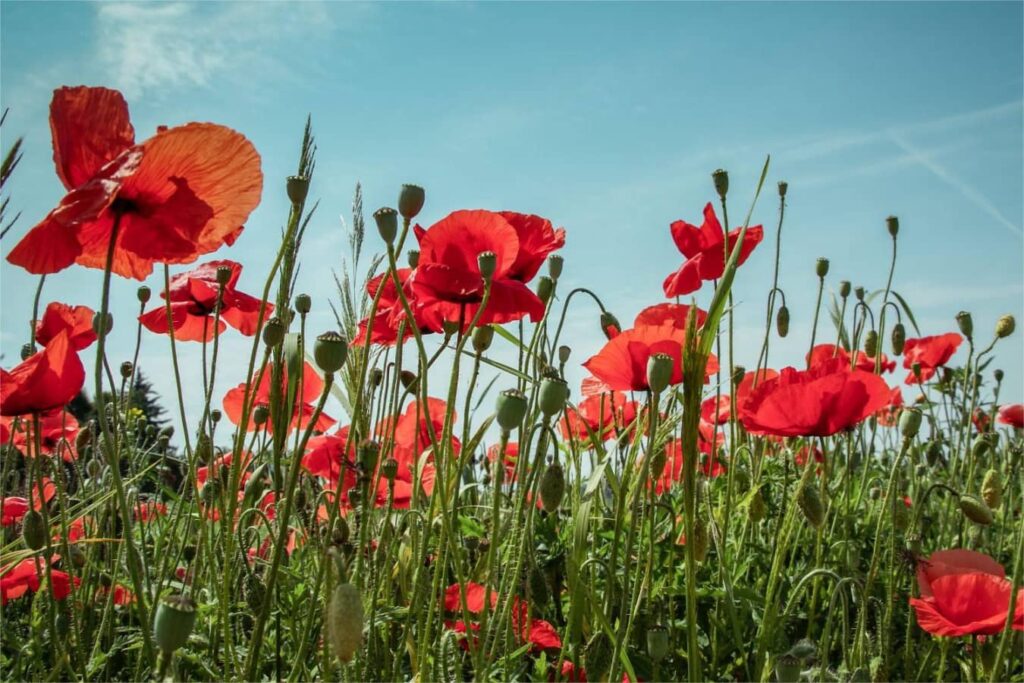 虞美人-瀚阳绿化