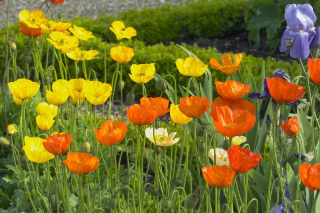 虞美人-瀚阳绿化