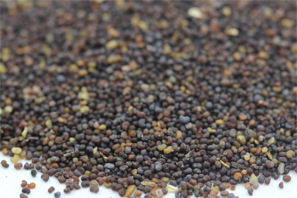 虞美人种籽-瀚阳绿化