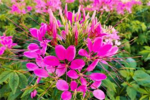 醉蝶花种子-瀚阳绿化