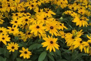 金光菊花海种植-瀚阳绿化