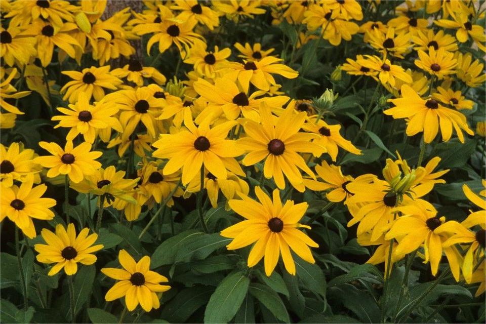 金光菊花海种植-瀚阳绿化