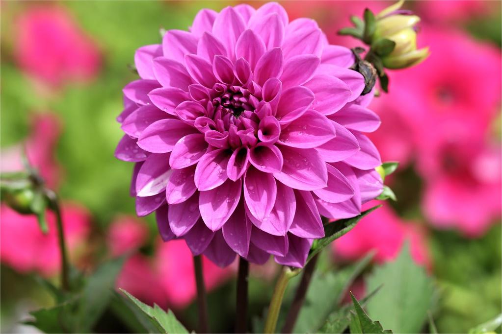 花海造景之大丽花的种植方法-瀚阳绿化