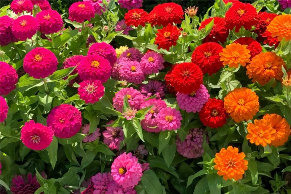 百日草的种植方法与时间-瀚阳绿化