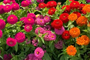 百日草的种植方法与时间-瀚阳绿化