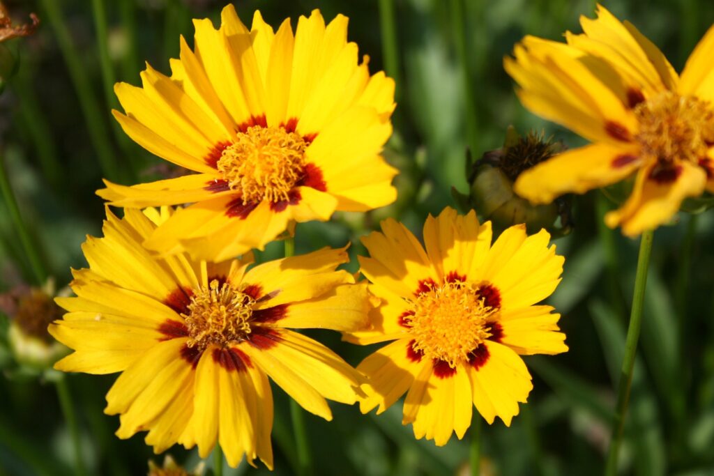 适合4-5月种植的花卉有哪些-瀚阳绿化