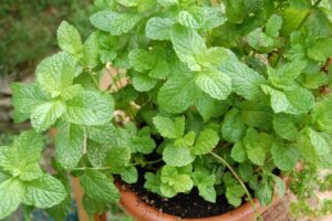 薄荷种植的几点注意事项-瀚阳绿化