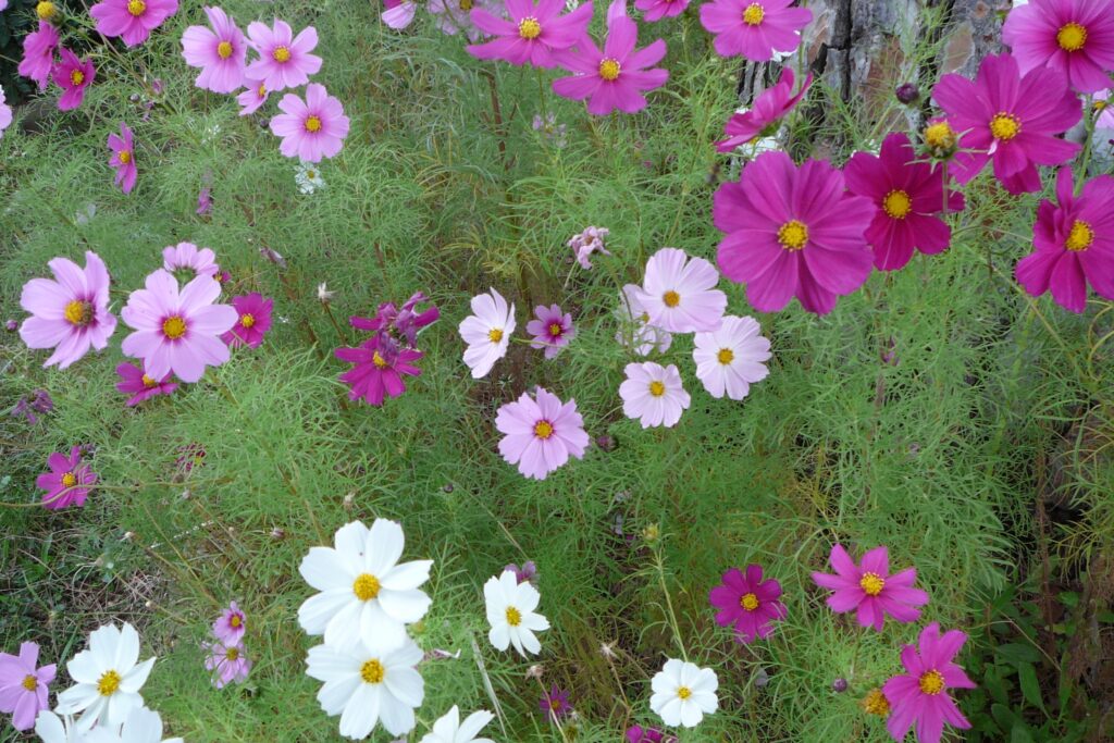 适合4-5月种植的花卉有哪些-瀚阳绿化