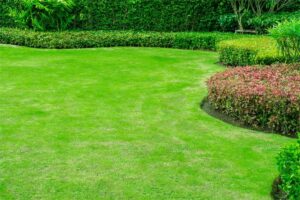 绿化草坪种子怎么种植?专业种植方法教给您-瀚阳绿化