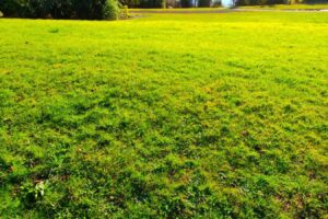 春季草坪维护攻略-瀚阳绿化