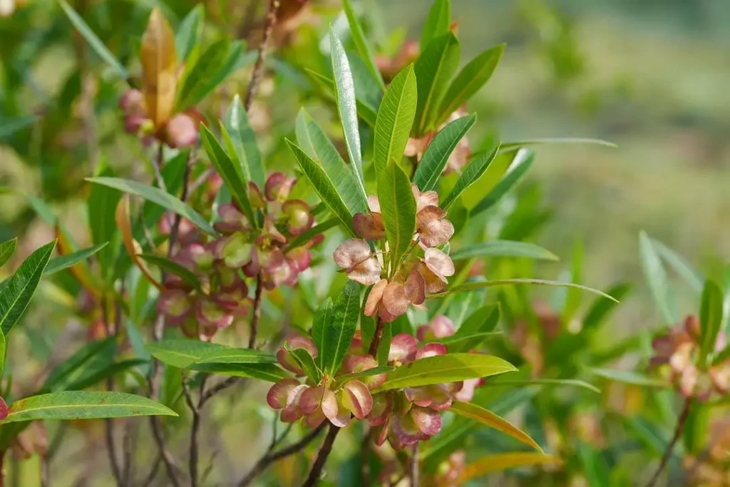【小灌木种子】园林绿化 荒山复绿 护坡工程中常用的种子繁殖的小灌木-瀚阳绿化