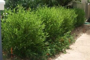 车桑子种子-瀚阳绿化