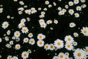 雏菊花海 雏菊种子 雏菊种植方法-瀚阳绿化