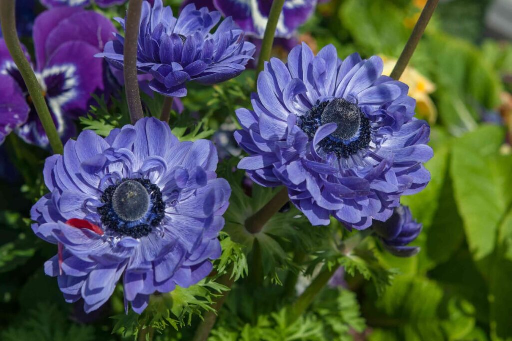 春天适合种植什么花-瀚阳绿化