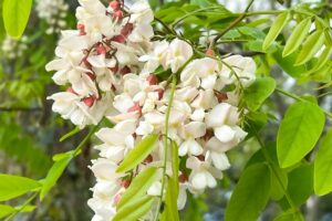 刺槐种子-瀚阳绿化