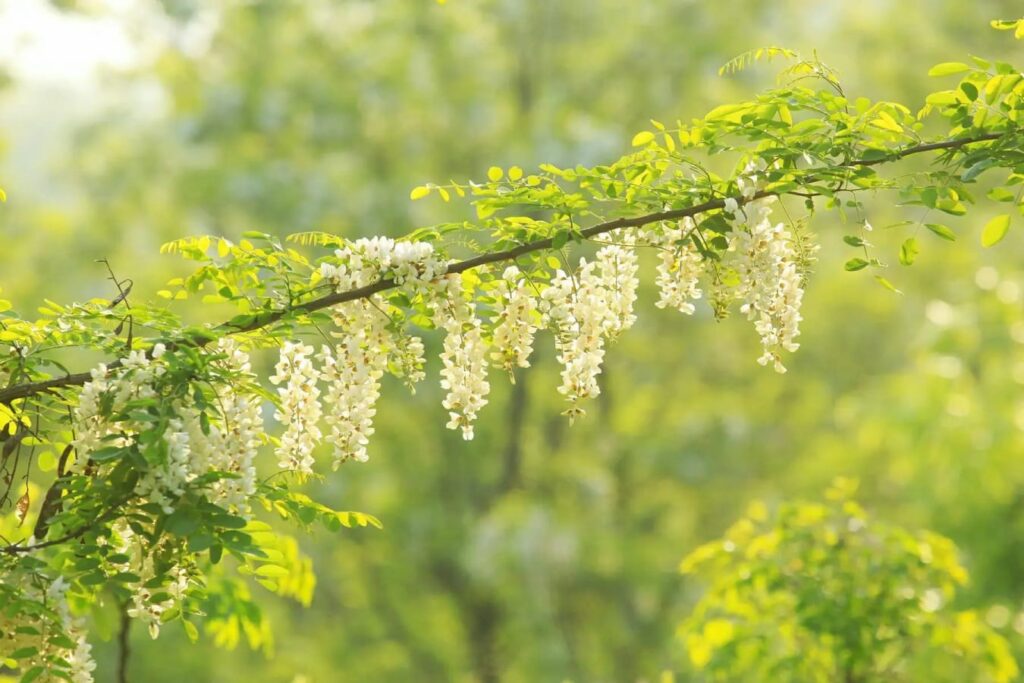 【小灌木种子】园林绿化 荒山复绿 护坡工程中常用的种子繁殖的小灌木-瀚阳绿化