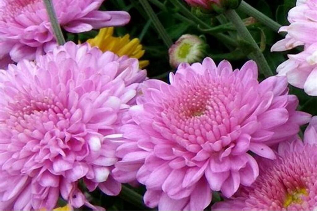 什么花适合四五月播种，到夏秋季就可以赏花-瀚阳绿化