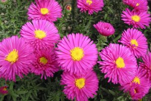 花海景观造景之翠菊 翠菊种子介绍 翠菊种植方法-瀚阳绿化