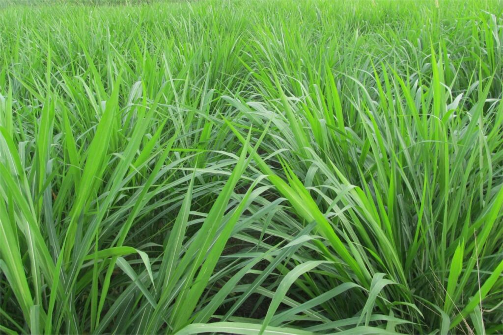 冬牧70黑麦草-瀚阳绿化