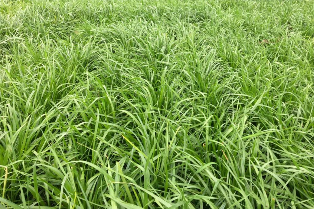 冬牧70黑麦草-瀚阳绿化