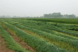 冬牧70黑麦草种子-瀚阳绿化