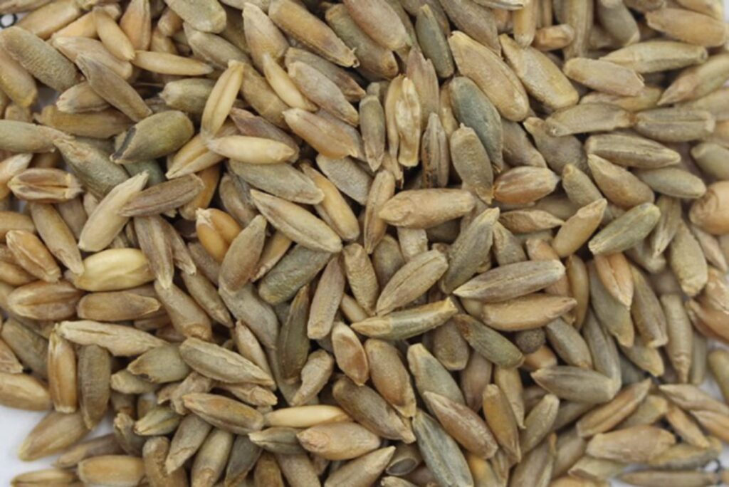 冬牧70黑麦草种籽-瀚阳绿化