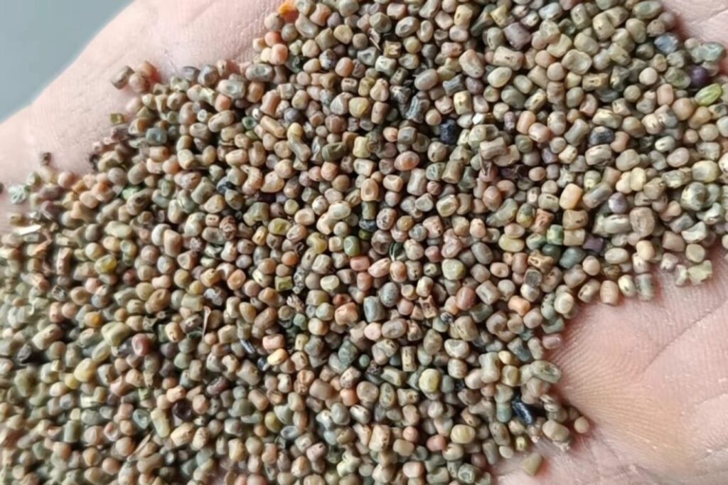 多花木兰种籽-瀚阳绿化