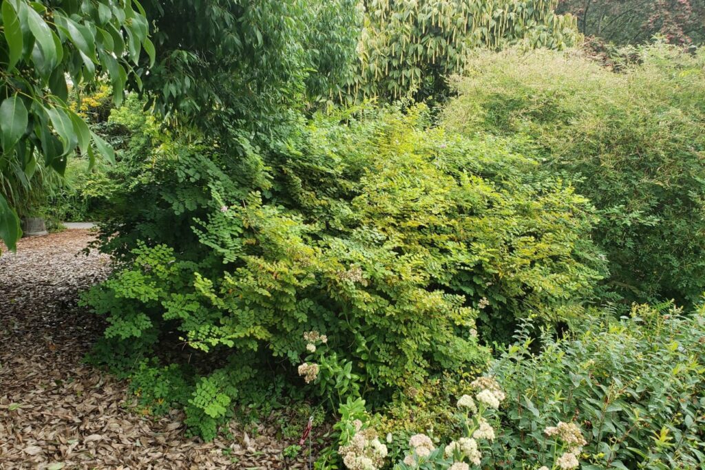 多花木兰-瀚阳绿化