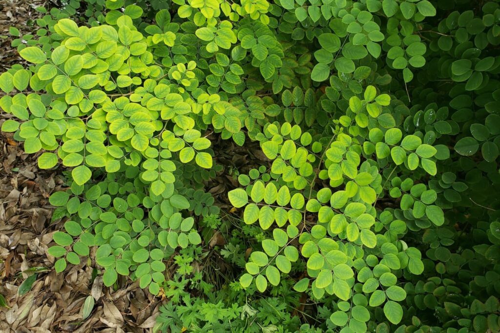 多花木兰-瀚阳绿化