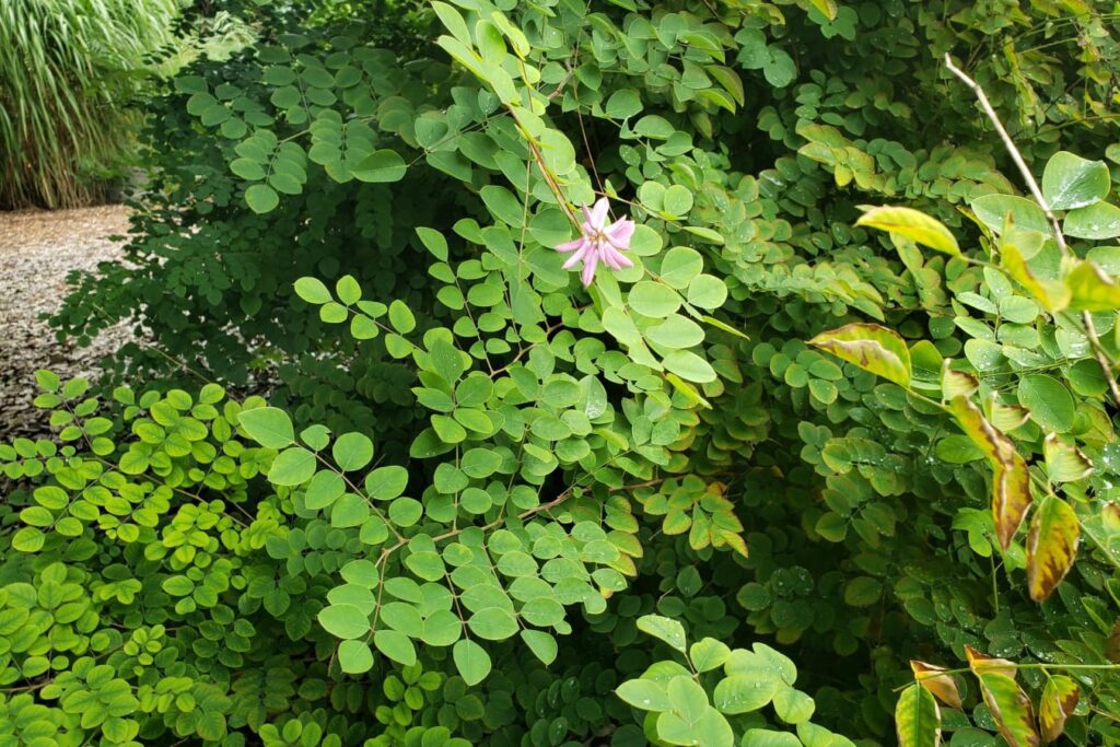 多花木兰-瀚阳绿化