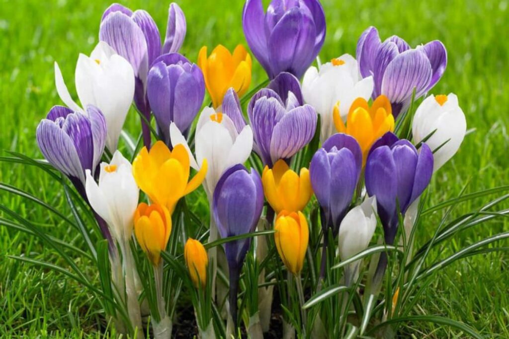 春天适合种植什么花-瀚阳绿化