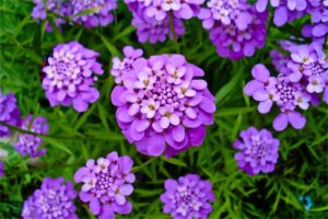 蜂室花种子 蜂室花介绍图片 蜂室花种植时间与方法-瀚阳绿化