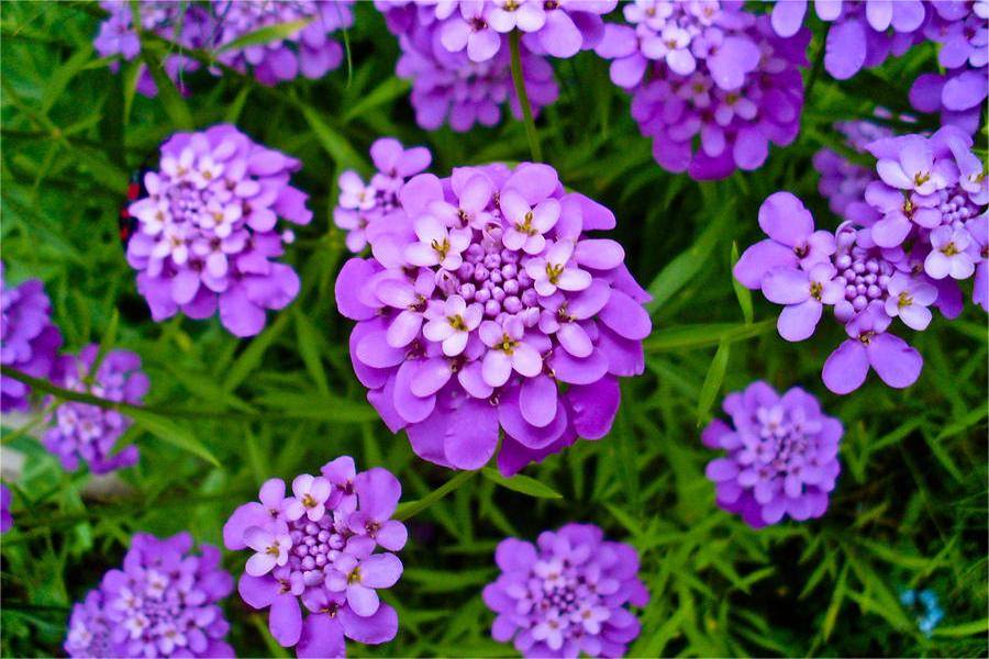 蜂室花种子 蜂室花介绍图片 蜂室花种植时间与方法-瀚阳绿化