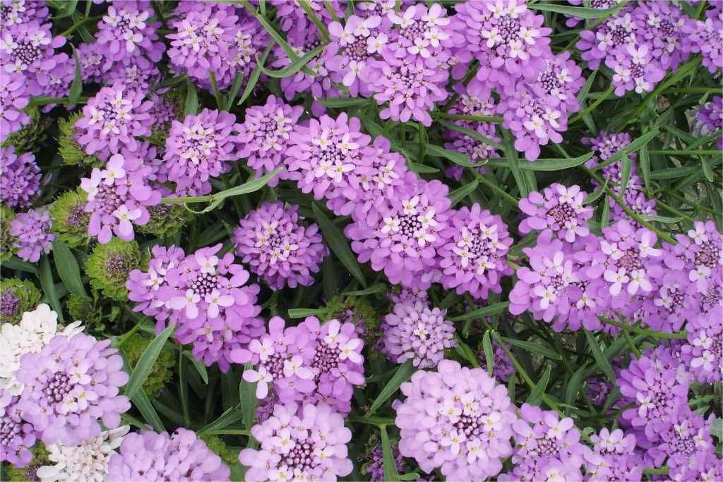 蜂室花种子 蜂室花介绍图片 蜂室花种植时间与方法-瀚阳绿化