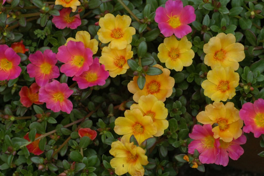 适合4-5月种植的花卉有哪些-瀚阳绿化