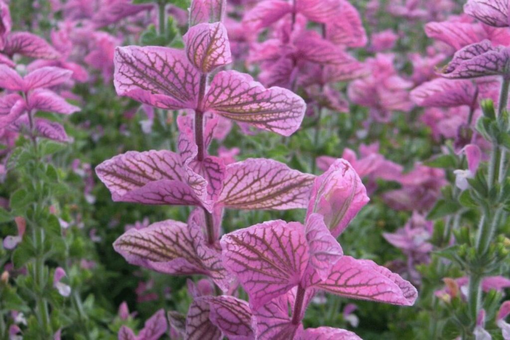 粉花鼠尾草花海 粉花鼠尾草种子 粉花鼠尾草种植方法-瀚阳绿化
