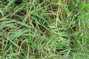 求购狗牙根种子,狗牙根种子哪里有卖?-瀚阳绿化