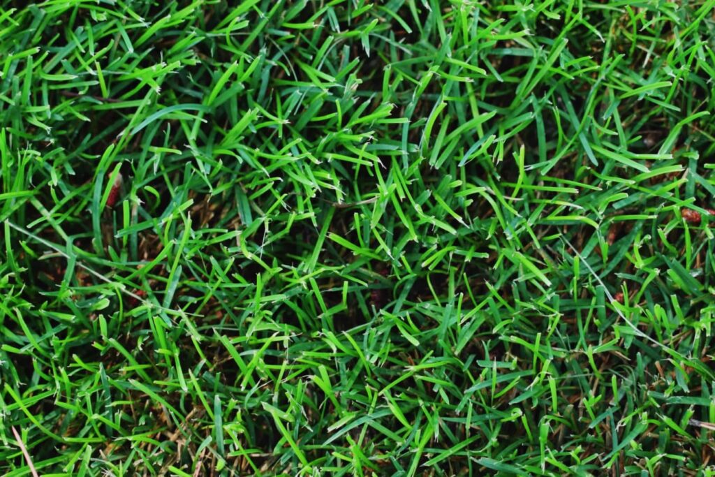 狗牙根是暖季型还是冷季型-瀚阳绿化