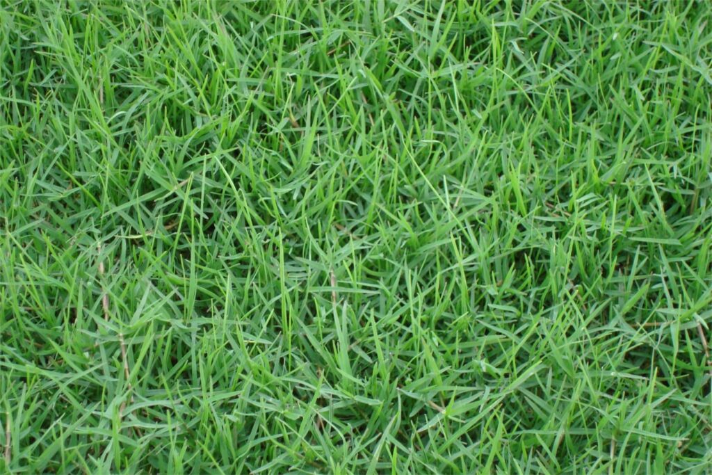 狗牙根草籽的播种方法【农科专家来教你】-瀚阳绿化