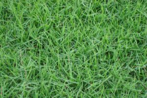 狗牙根草籽的播种方法【农科专家来教你】-瀚阳绿化