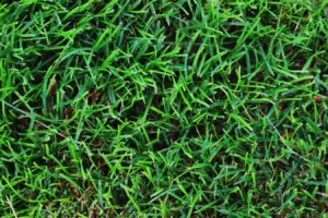 狗牙根是暖季型还是冷季型？-瀚阳绿化