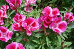 古代稀花海 古代稀种子 古代稀种植方法-瀚阳绿化