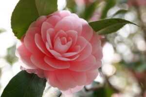 春天适合种植什么花？-瀚阳绿化