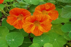 旱金莲花海 旱金莲种子 旱金莲种植方法-瀚阳绿化