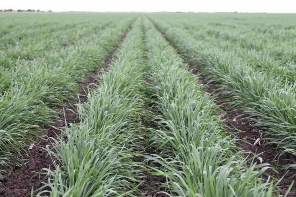 冬牧70黑麦草什么季节什么时候几月份种植-瀚阳绿化