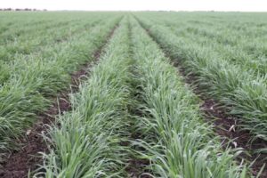 冬牧70黑麦草什么季节什么时候几月份种植-瀚阳绿化