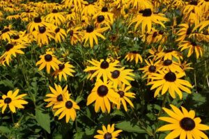 黑心菊什么时候播种?-瀚阳绿化